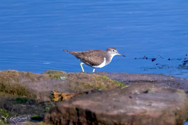 Common sandpiper