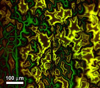 Caption: Magneto-optical image of magnetic fields within a YBCO superconductor showing electrically connected grains (yellow) and grain boundaries (green) that form barriers to superconducting currents. The large reversible effect of strain observed by NIST might be due to associated changes in grain boundaries, which raise the barriers to current flow and lowering the material's current-carrying capability. Credit: D.C. van der Laan/NIST, Usage Restrictions: None.