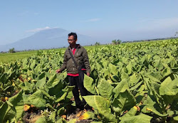 Berita terkini petani tembakau di Ngawi