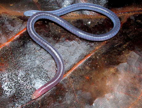 090402 01 blue pink worm big 10 Penemuan spesies Binatang Baru Versi National Geographic