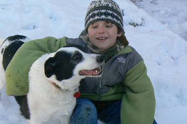 Our 12 year old Border Collie mix