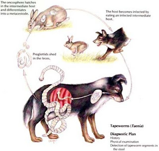 I parassiti intestinali nei cani - come Taenia