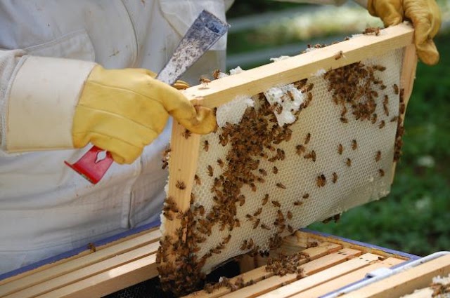 Σεμινάριο μελισσοκομίας στα Φάρσαλα στις 29 Νοεμβρίου