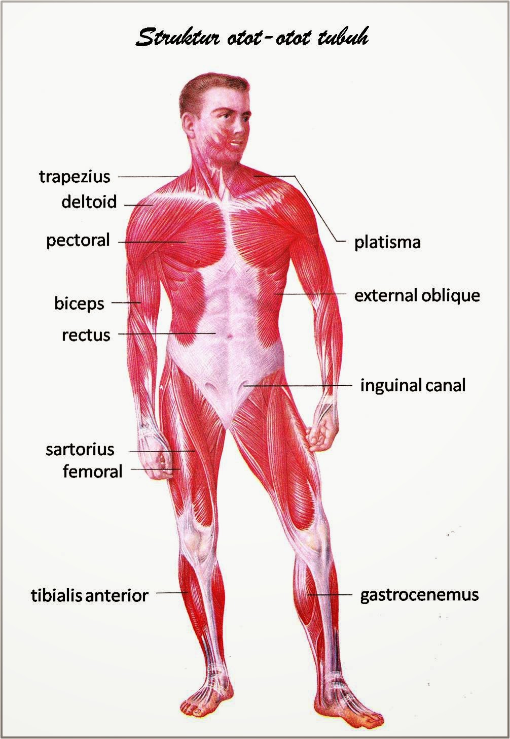  GAMBAR  ANATOMI ORGAN TUBUH MANUSIA  freewaremini