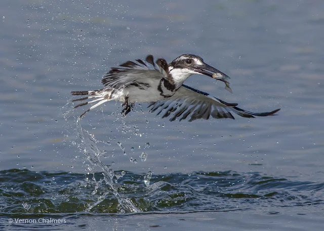 Fast Shutter Speed Action: Pied kingfisher in flight Woodbridge Island