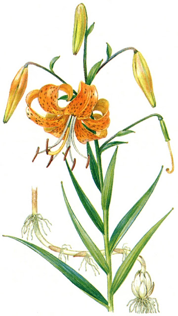 Лилия ложнотигровая / Лилия Максимовича (Lilium pseudotigrinum, =Lilium maximowiczii)