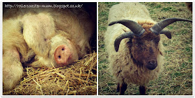 hairy pigs, 4 horned sheep, Butser Ancient Farm