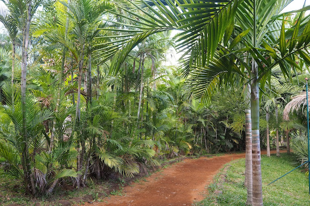 Park Palm na Wyspie Reunion - co to jest palma?