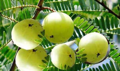 indian-gooseberry-benefits-side-effects