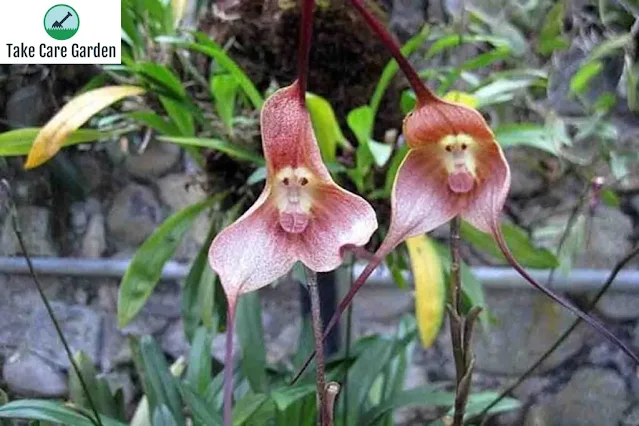 Dicas e cuidados sobre a orquidea macaco