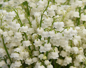 Lily of the Valley lilies by Jeanne Selep