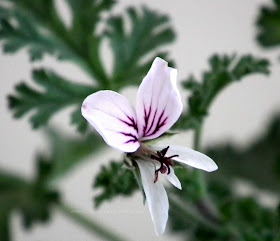 Pelargonium myrrhifolium var myrrhifolium pale lilac flower
