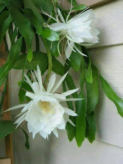 Jual Tanaman Kusuma Wijaya Bunga Putih | Jual Tanaman Hias Online | Jasa Tukang Taman Online