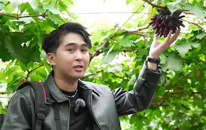 MC Thanh Nhí và Chen Ru Lu hào hứng hái nho tại KDL Suối Tiên