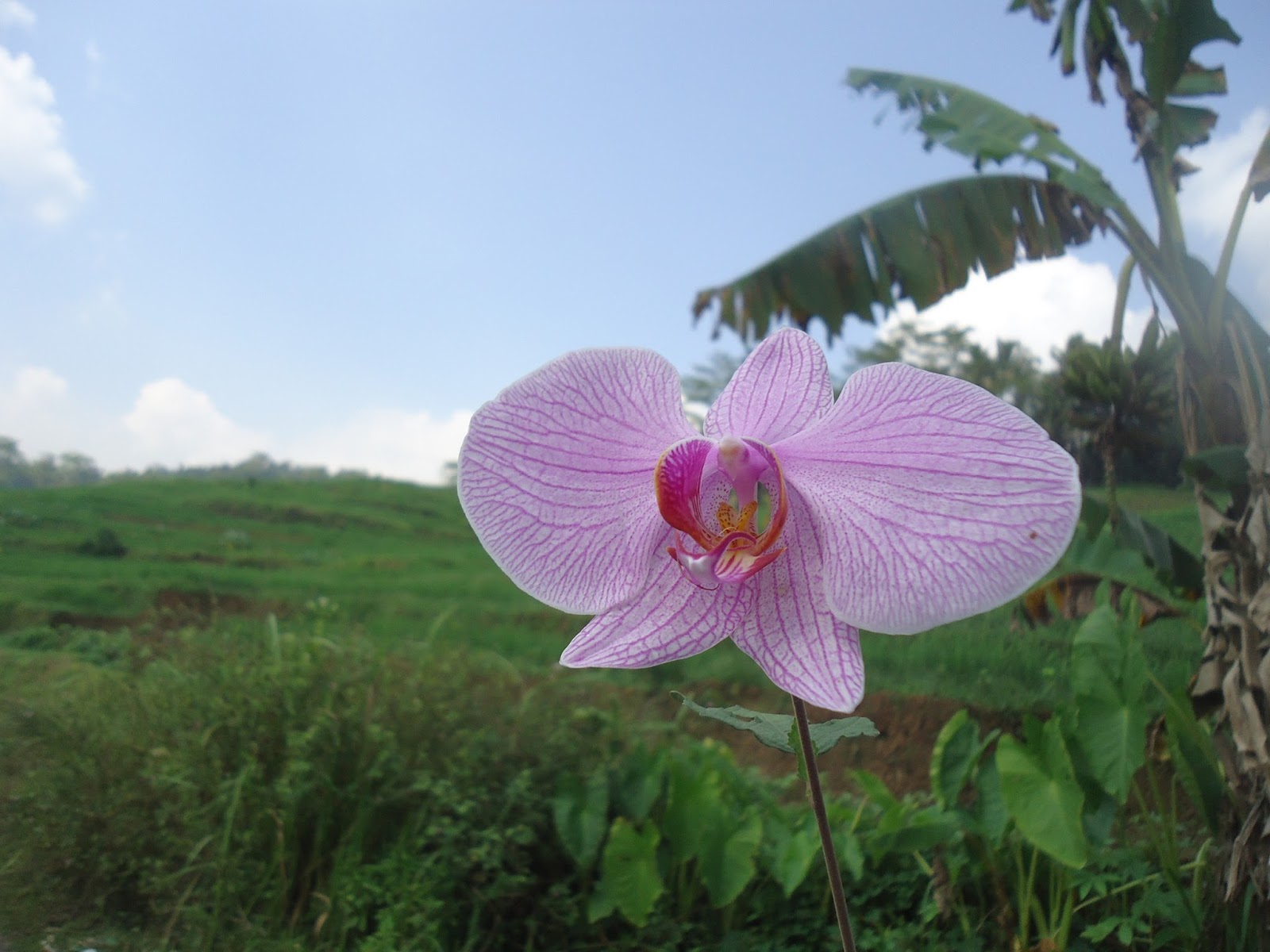 Wallpaper Bunga Anggrek Ungu Corak Di Sawah Rumah Daun Muda Wallpaper Bunga Anggrek Ungu Corak Di Sawah Rumah Daun Muda