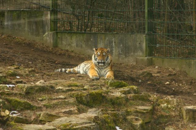 interspecies friendships, a dog and tiger, funny animal photos, animal pictures, dog and tiger cub at the zoo, dog and tiger are friends