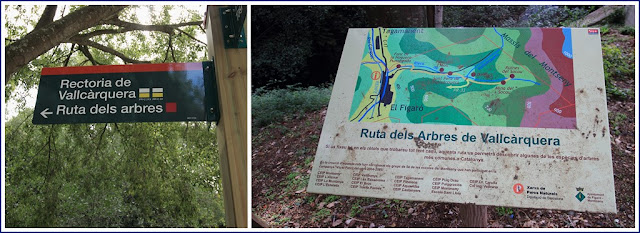 Ruta dels Àrbres