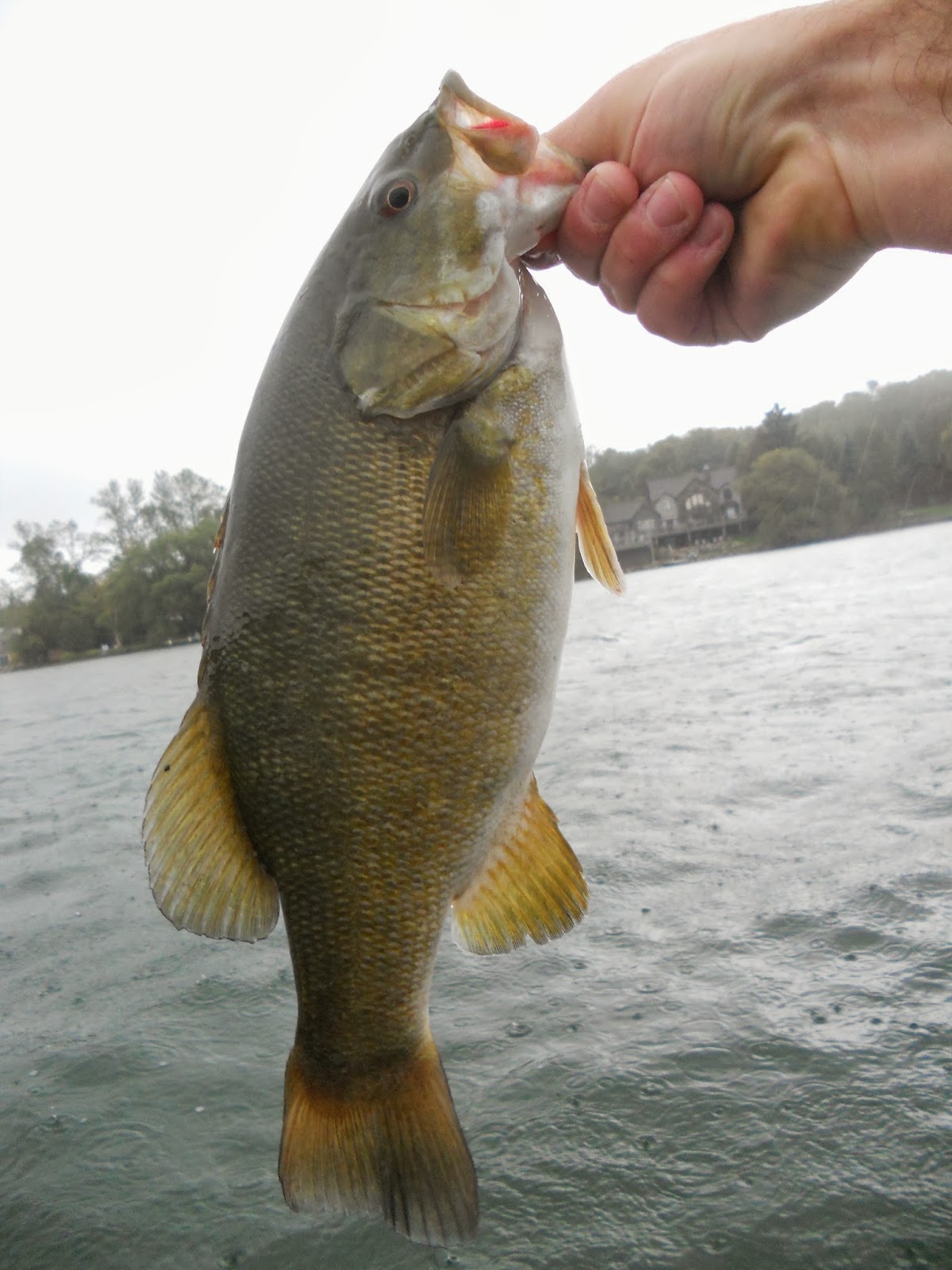 Greg Cholkan's Fishing Blog: 2013