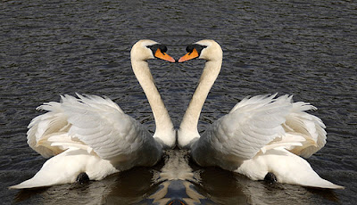 heart shaped nature photos