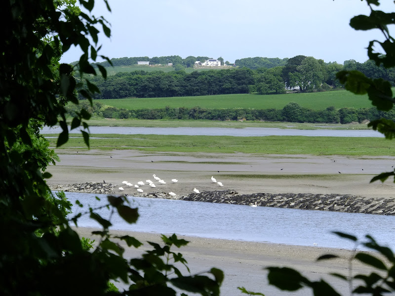 Estuary view