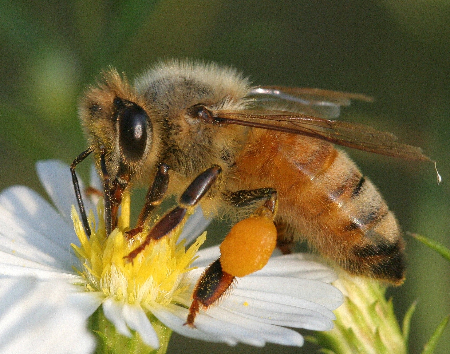 Delta Nativo: Propiedades del polen