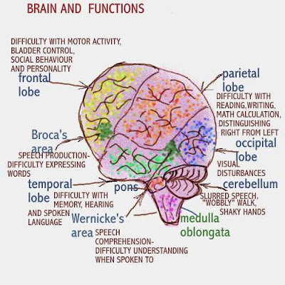 brain function photo