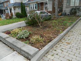 Bedford Park Toronto Fall Front Yard Cleanup After by Paul Jung Gardening Services--a Toronto Gardening Company