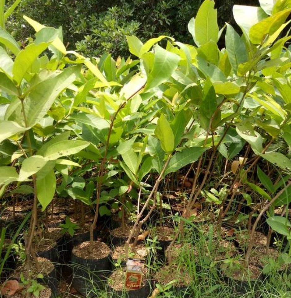 bibit jambu dalhari full akar tahun cepat berbuah siap tanam panen buah melimpah di order Sulawesi Tenggara