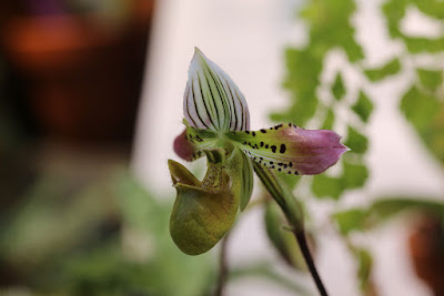 Paphiopedilum acmodontum care and culture