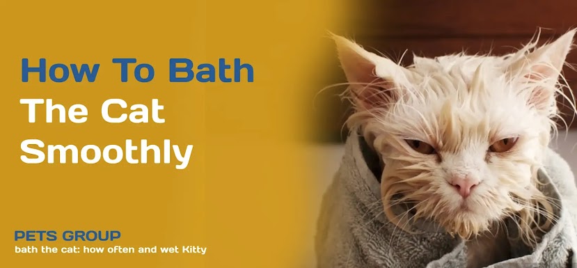 bath the cat: how often and wet Kitty