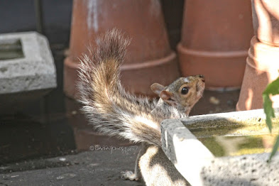 This is a photograph of a squirrel on the "floor" of my rooftop garden. He/she is “hiding” behind a birdbath on the garden “floor “while looking up. My garden is the setting for my three volume book series, "Words In Our Beak."  (Info re the books is within a post on my blog @ https://www.thelastleafgardener.com/2018/10/one-sheet-book-series-info.html). Squirrels are not featured in  these books, but I have published info re them within other entries on this blog (@ https://www.thelastleafgardener.com/search?q=Squirrels).