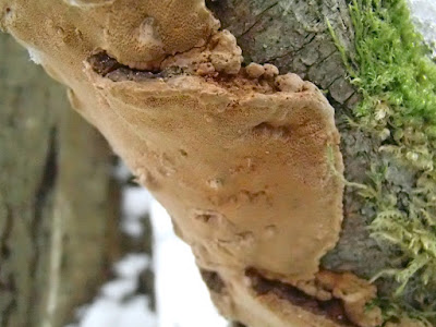 zima w górach, zimą na górskim szlaku, Pieniny, Biała Woda, wąwóz Homole, grzyby 2018, grzyby w grudniu, grzyby zimowe, uszaki bzowe, płomiennice zimowe, uszak skórnikowaty, kisielnica wierzbowa, ciżmówka