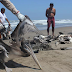  Gripe aviar: el lunes se definirá si se cierran playas por pelícanos muertos en el litoral
