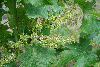 Fleurs de vignes en juin la foraison dure 10 jours environ