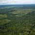 CORONAVÍRUS x DESMATAMENTO: Pandemia terá impacto direto no desmatamento da Amazônia