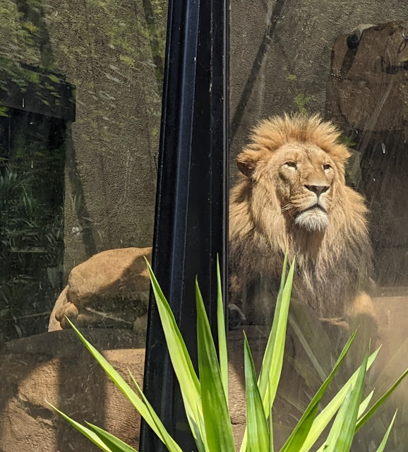 Amsterdam Zoo Mini Cruise with DFDS | A Review  - Lion at Amsterdam zoo