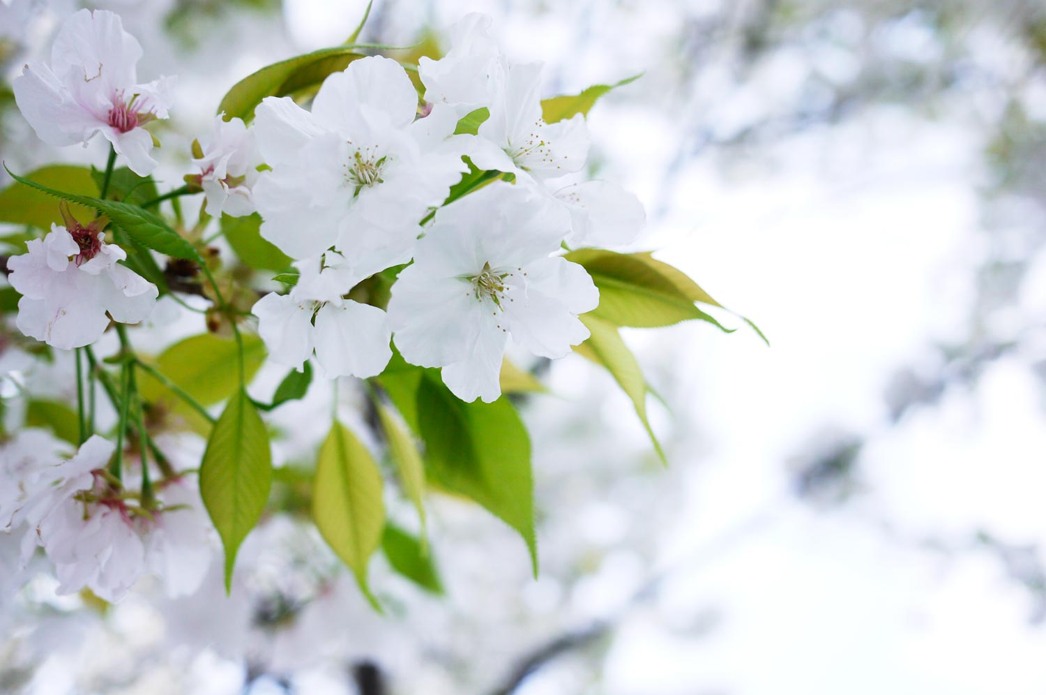 熊本は 白い桜が満開です スタッフブログ 週刊メールマガジン 気になる くまもと