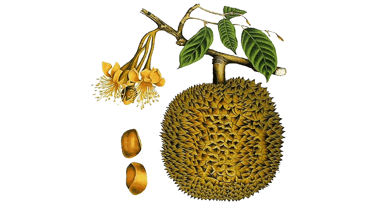 Gambar Mewarnai Buah Semangka Gambar Durian Hitam Putih di 