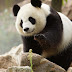  Le Panda Geant