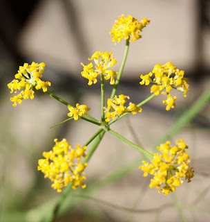 Flowers on 59-day-old fennel plant