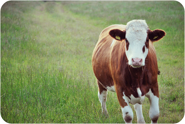 Cows - Aberdeenshire countryside