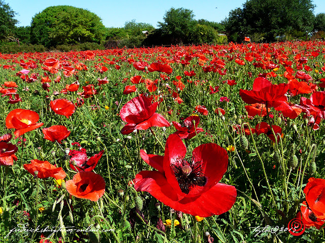 A Wildflower field of Red Corn Poppies at Wildseed Farms in Fredericksburg, TX