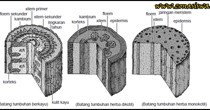 Fungsi dan Struktur Batang Tumbuhan