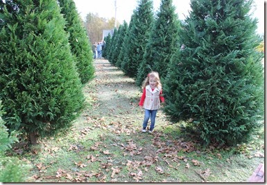 Zoey running through the Christmas trees11