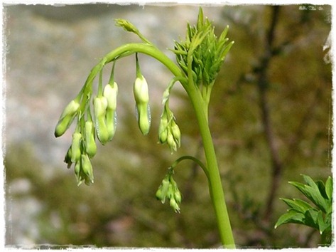 35 dicentra