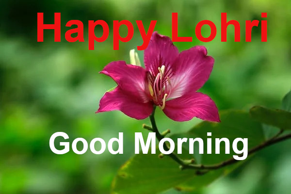 Good Morning Happy Lohri