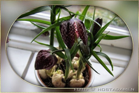 fritillaria_02