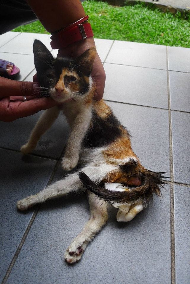 S.C.R.A.T.C.H: Update Anak-anak Kucing dari Jalan Gurney, KL.