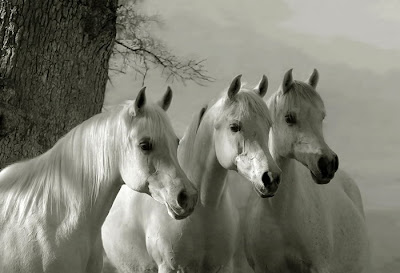 Beautiful White Horses by cool wallpapers