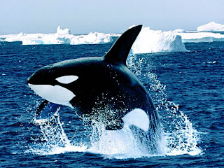 emerging killer whale